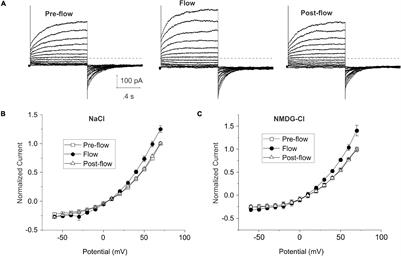 Mechanical Stress Modulates Calcium-Activated-Chloride Currents in Differentiating Lens Cells
